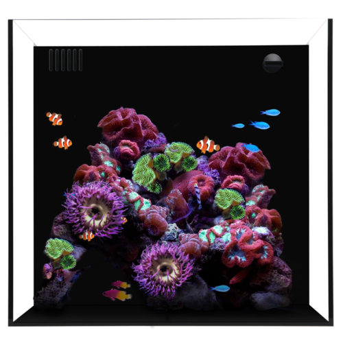 Waterbox Cube 20 Gallon Saltwater Aquarium