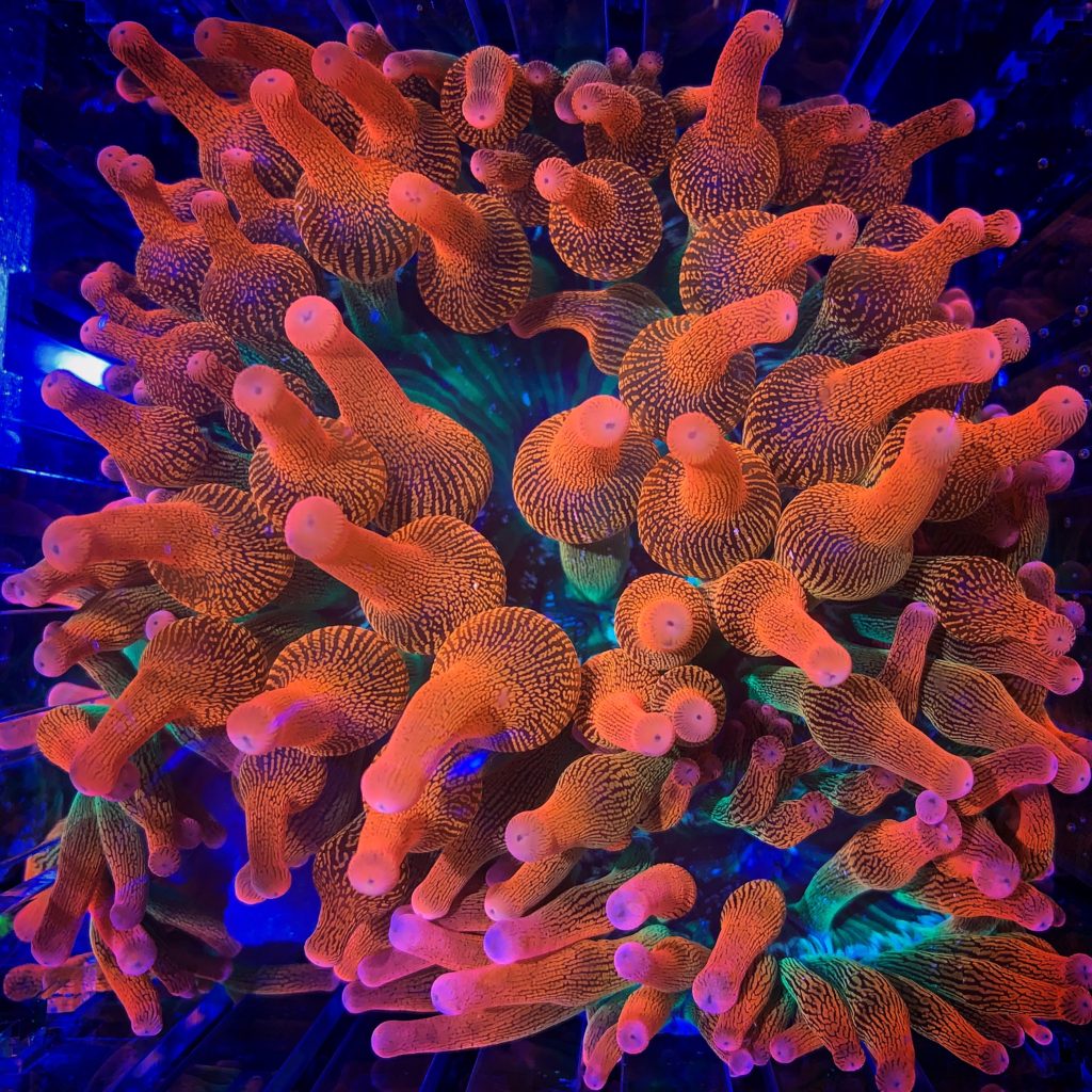 Rose Bubble Tip Anemone